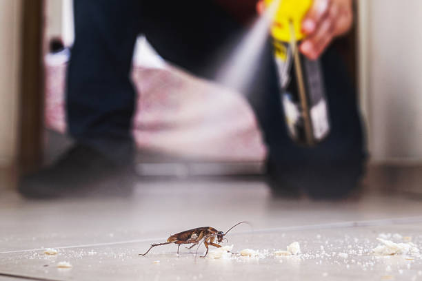 Best Wasp Removal Services  in Trenton, IL